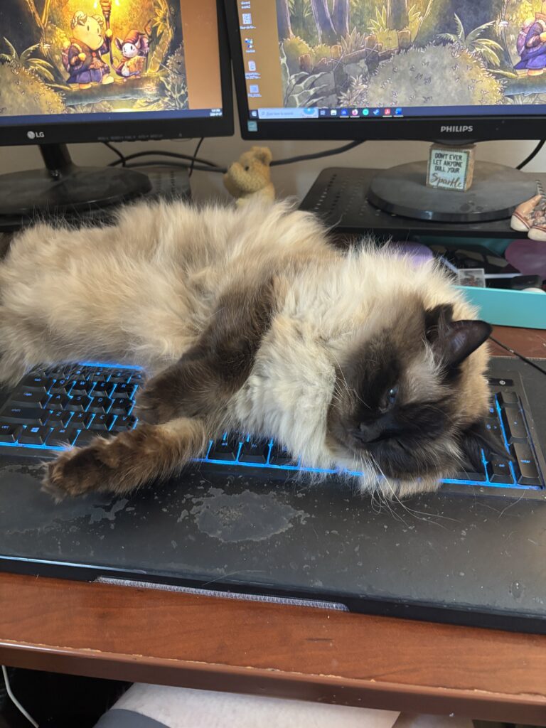Ciri, a ragdoll cat, lays on the keyboard, falling asleep.